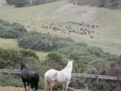 cash and negrita on hill with cows