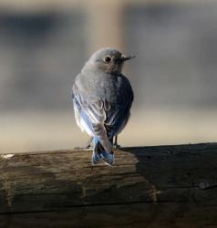 MountainBluebird,female.jpg
