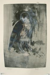 hawk owl.JPG
