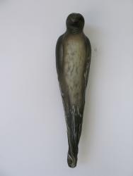 Wood Falcon