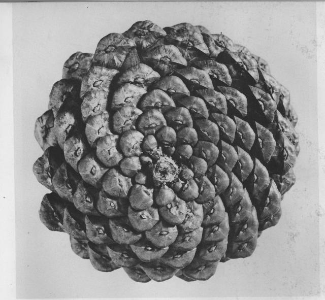 feininger-pinecone.jpeg
