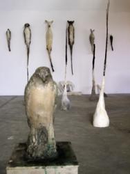 Studio Shot with Egyptian Falcon